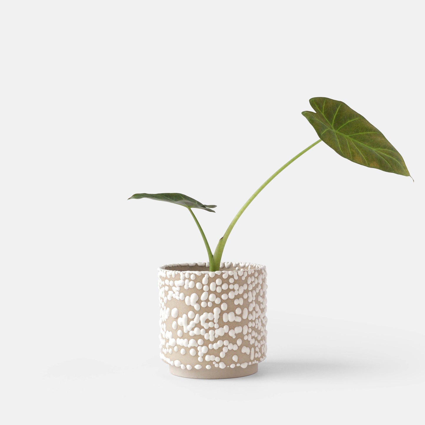 Kolo (Gloopy) Planter