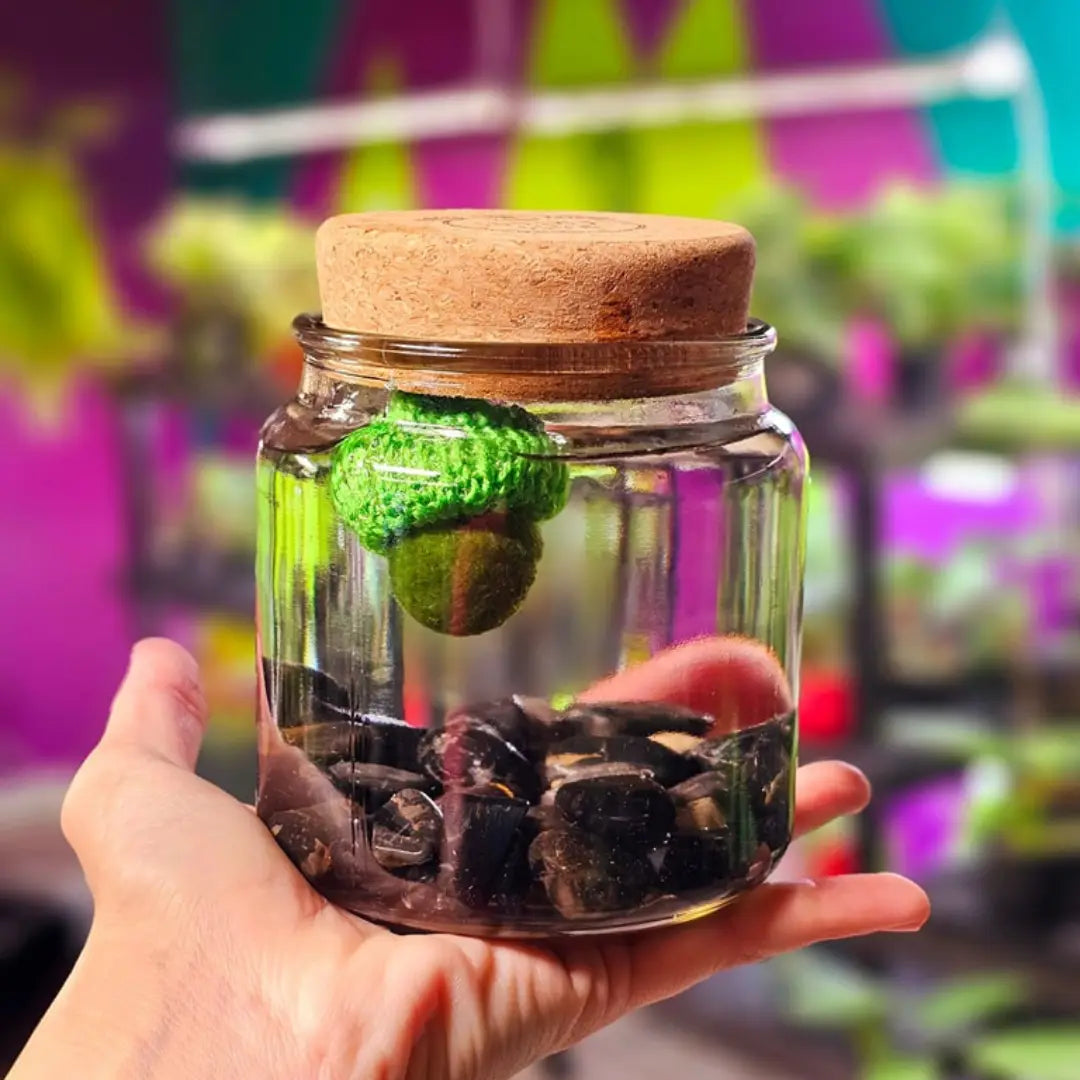 Large Obsidian Moss Ball Terrarium