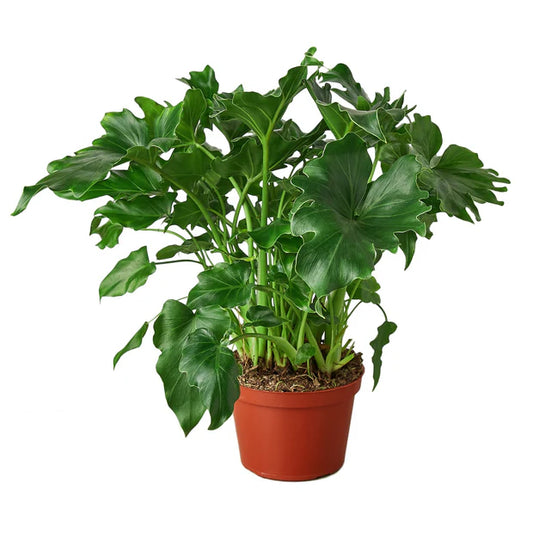 Philodendron Hope