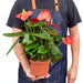 Anthurium