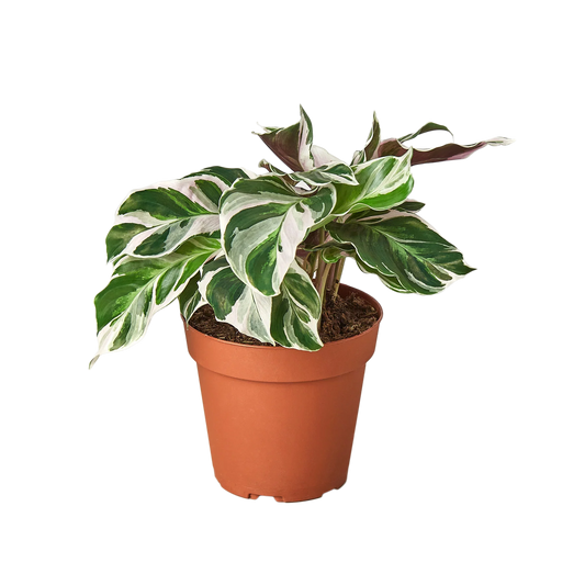 Calathea White Fusion 4"