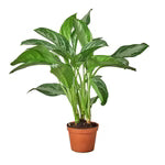 Aglaonema Assorted