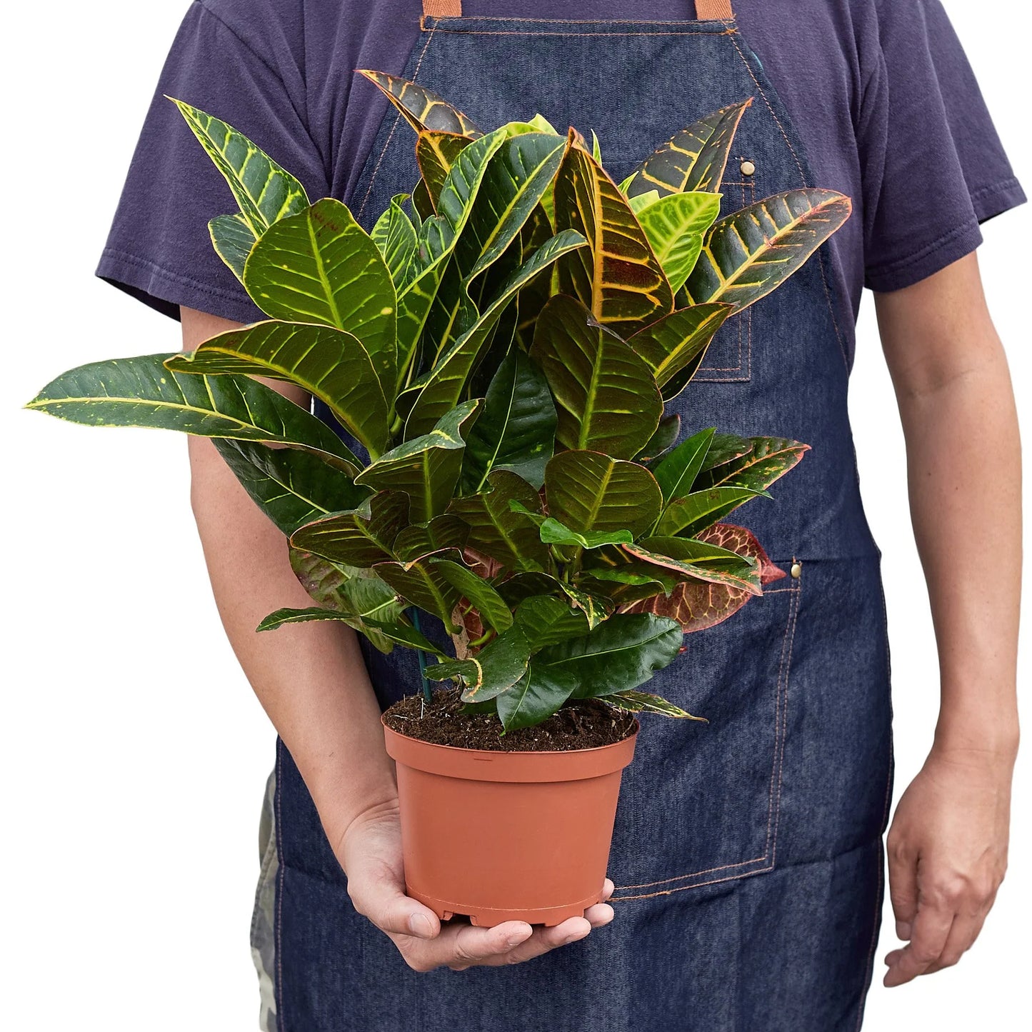 Croton Petra 'Joseph's Coat 6"