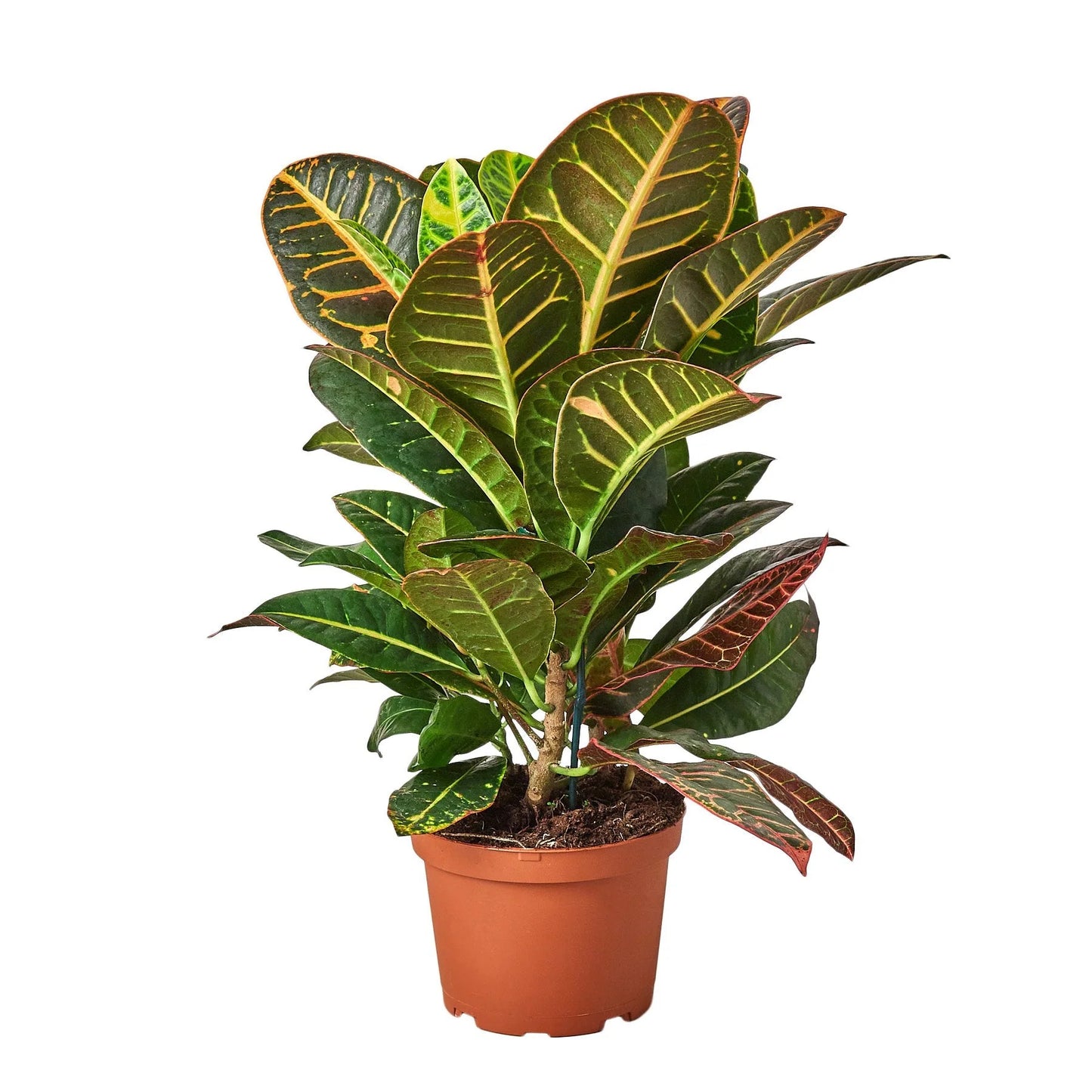 Croton Petra 'Joseph's Coat 6"