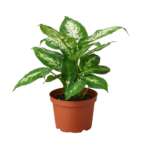 Dieffenbachia 'Tropic Snow 6"