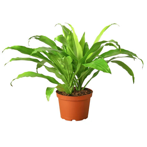 Dracaena 'Lime Light' 6"