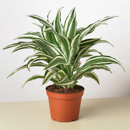 Dracaena Warneckii 'White Jewel 6"