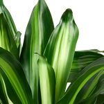 Dracaena Massangeana Cane