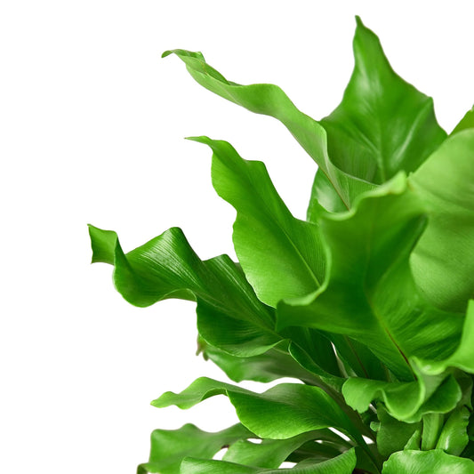 Fern Bird's Nest 'Nidus' 6"