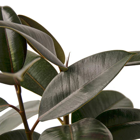 Ficus Elastica 'Burgundy