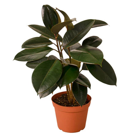 Ficus Elastica 'Burgundy