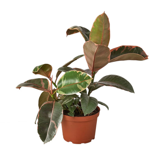 Ficus Elastica Ruby Pink 6" clear pot