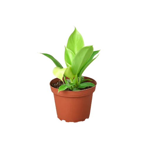 Philodendron 'Moonlight' 5"