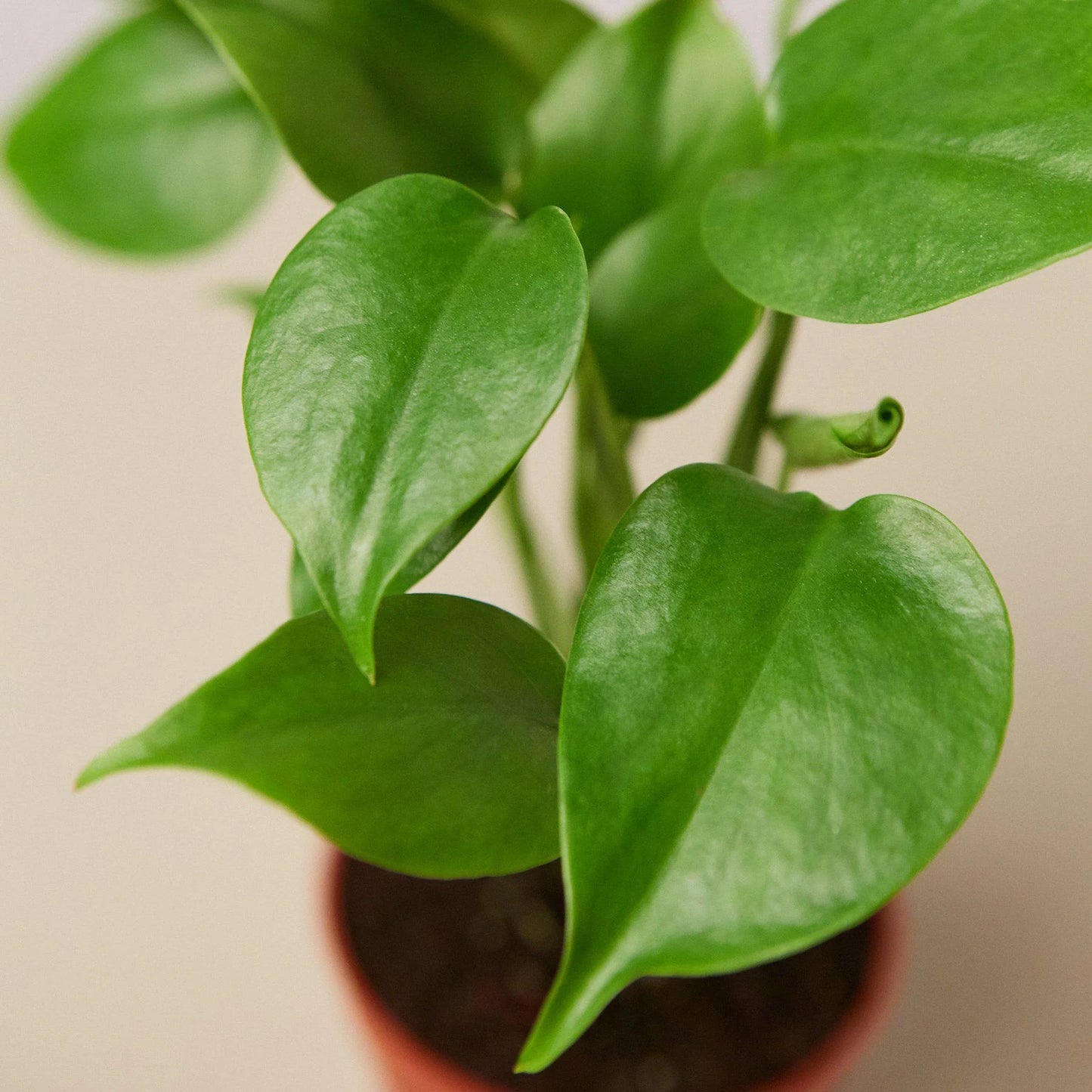 Monstera 'Split-Leaf' 6"