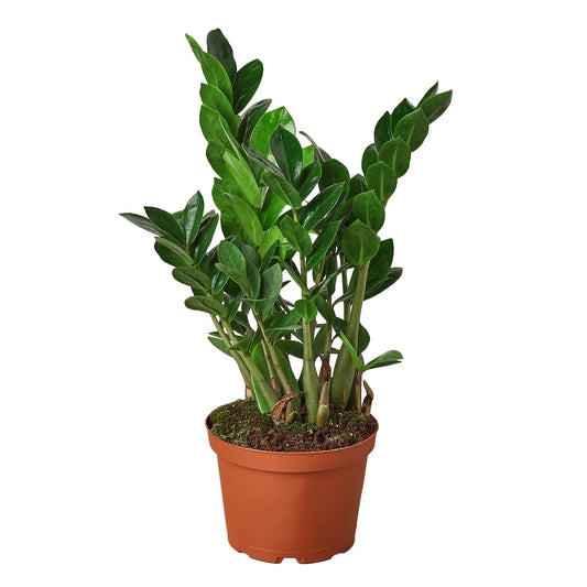 Zamioculcas Zamiifolia ZZ - 4" Clear Pot