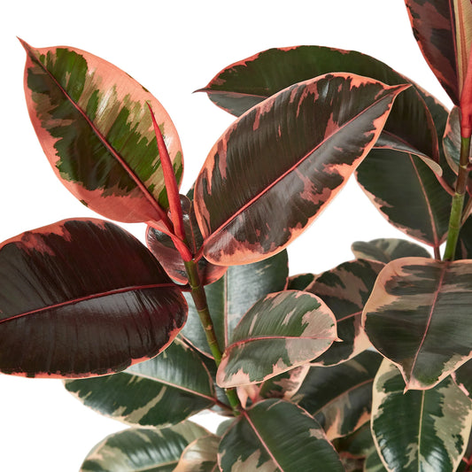Ficus Elastica Ruby Pink 6" clear pot
