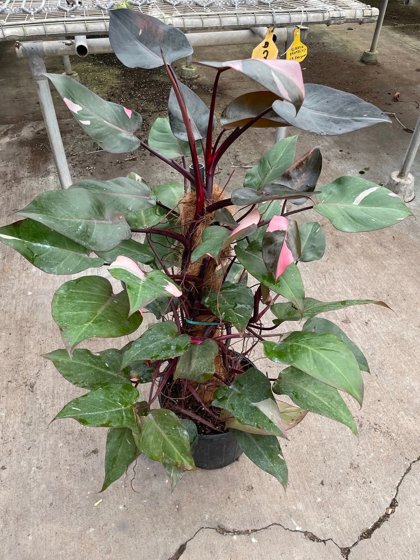 Philodendron 'Pink Princess 4" - Clear Pot