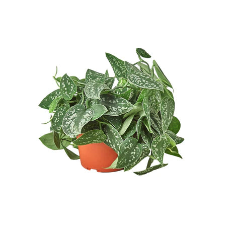 Pothos 'Satin' 6in