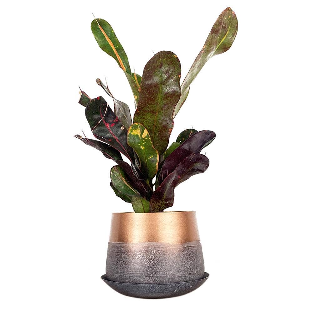 Metal Pot with Drainage Hole Saucer