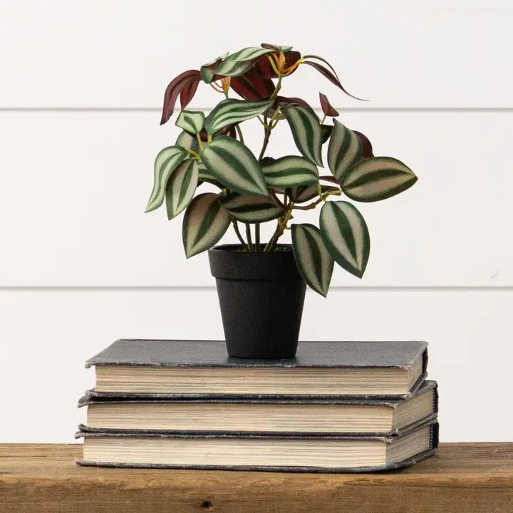 Tradescantia Zebrina 'Wandering Dude 4"