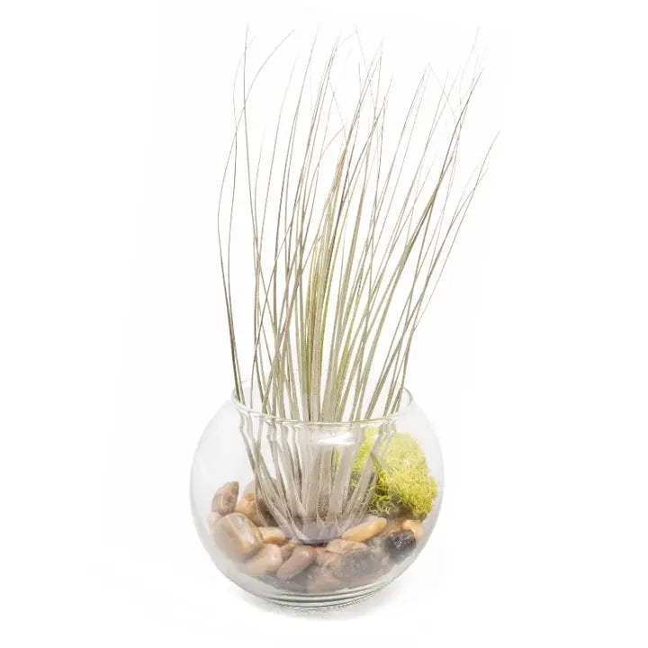 Bubble Bowl Terrariums with Harrisii, Juncea & Butzii Plants