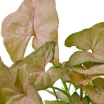 Syngonium Strawberry 4"