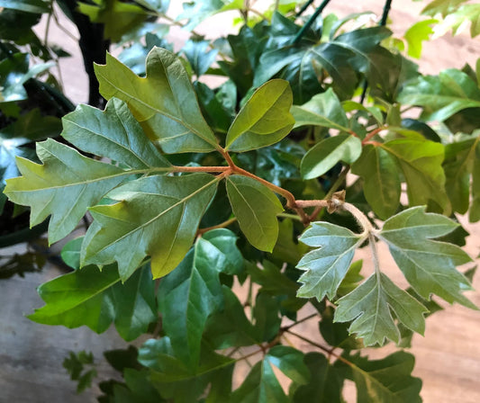 Grape Ivy