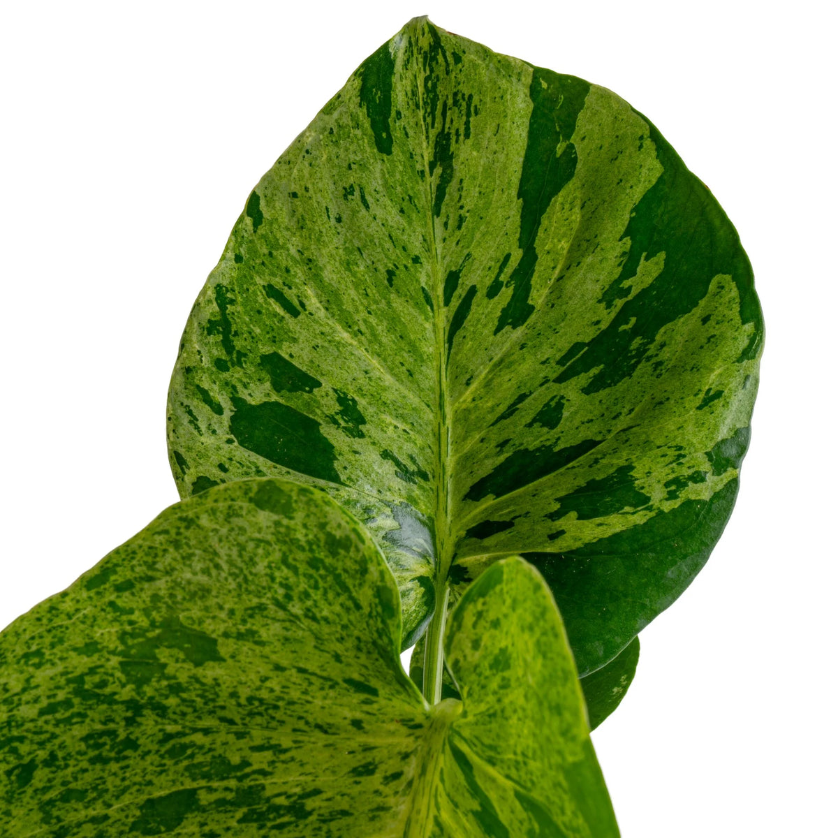 Monstera Bulbasaur