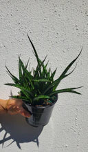 Sansevieria Fernwood Mikado