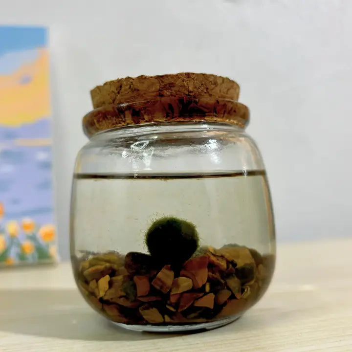 Medium Tiger Eye Moss Ball Terrarium