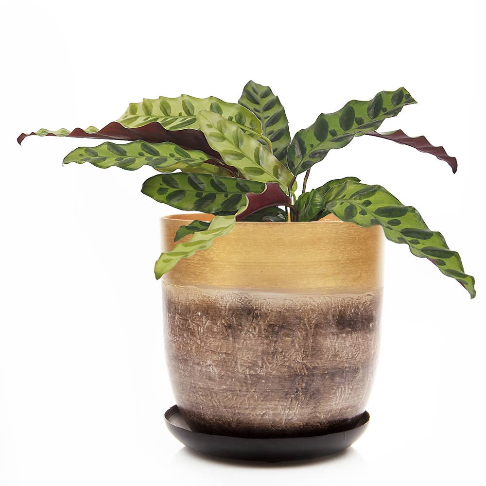 Metal Pot with Drainage Hole Saucer