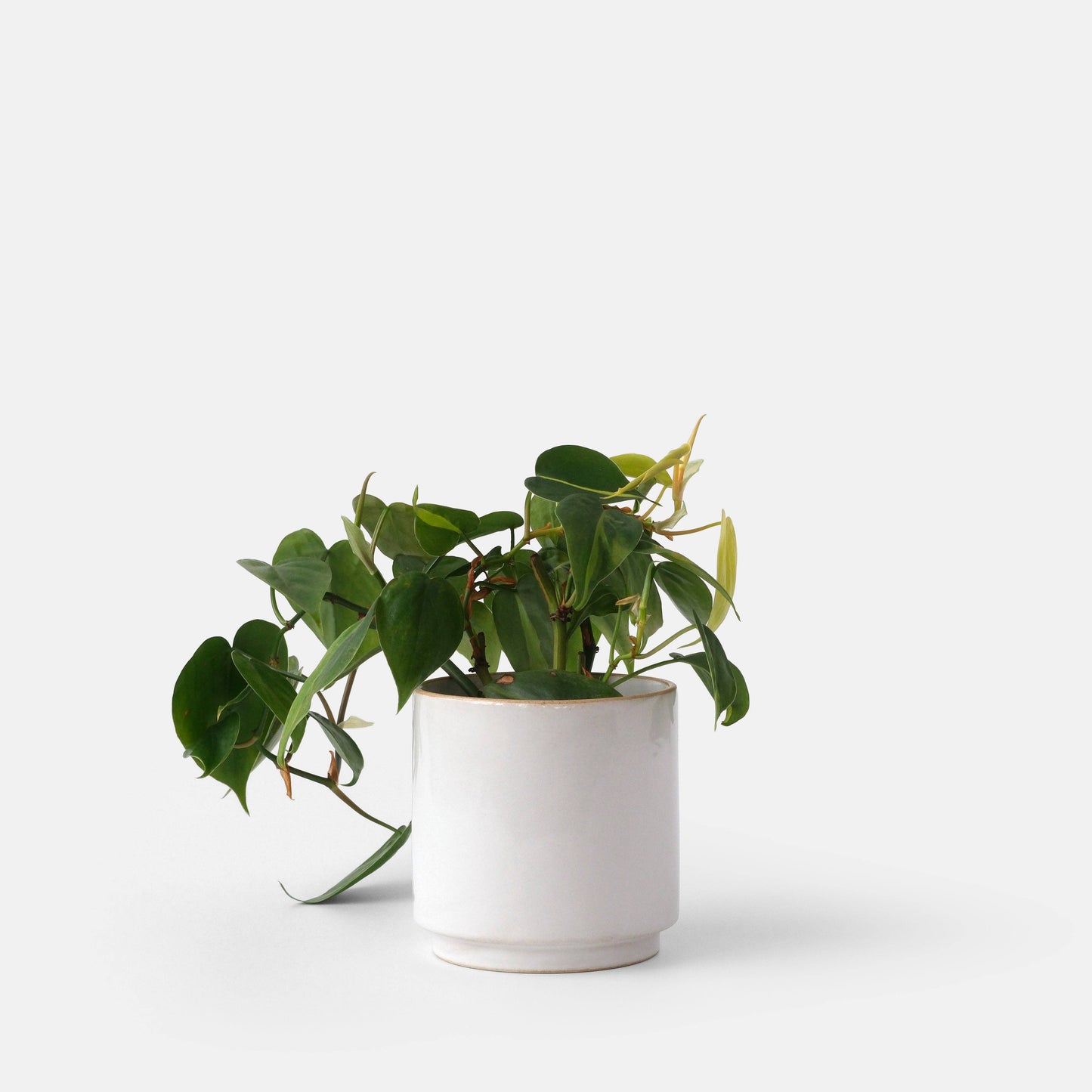 Kolo Planter