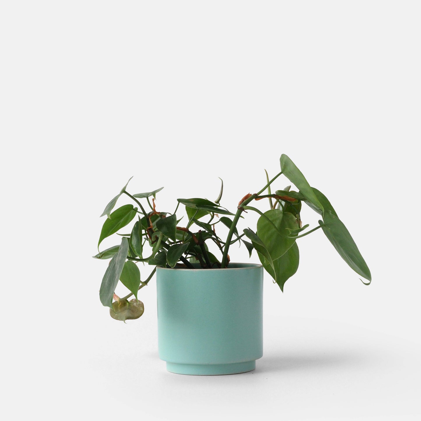 Kolo Planter