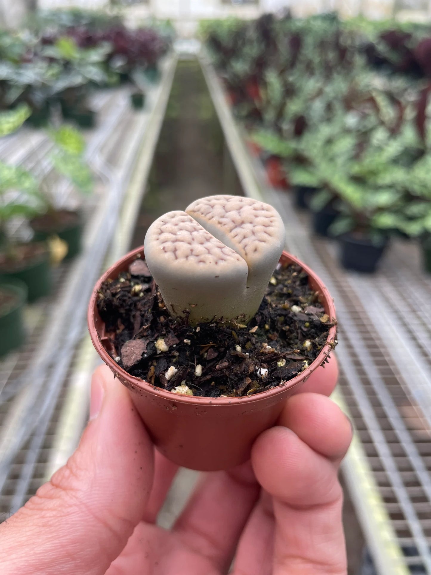 Lithops- Living stone 2"