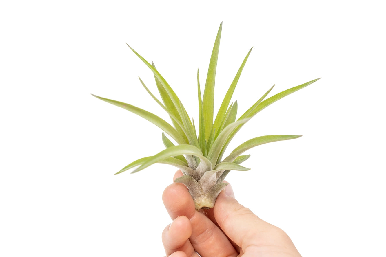 Velutina Air Plants