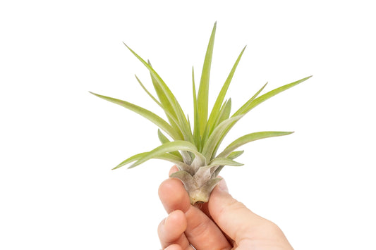 Velutina Air Plants