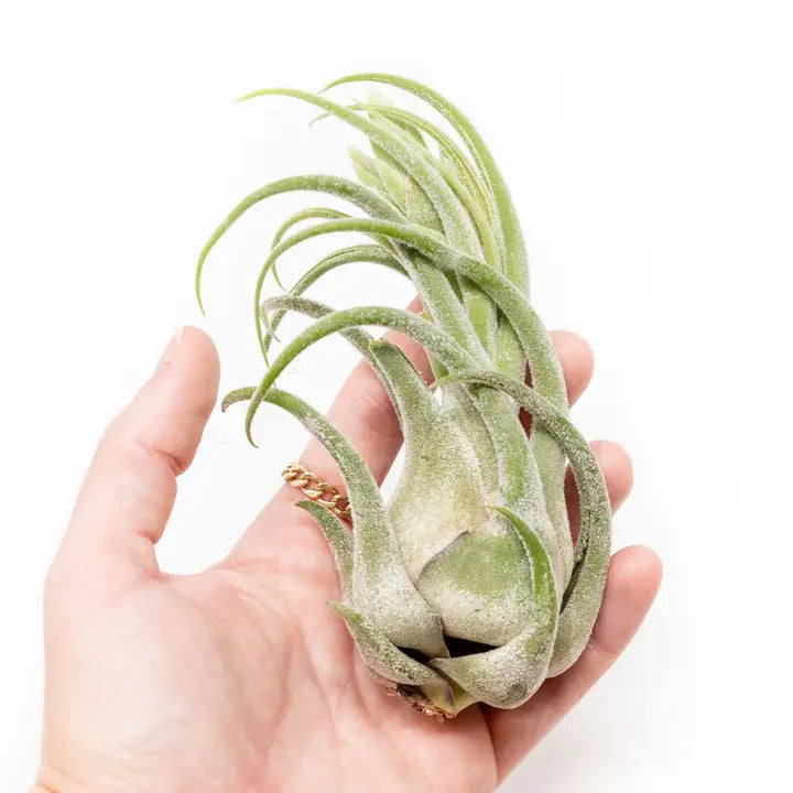 Seleriana air plant