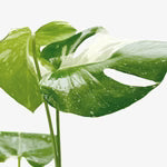 Monstera 'Thai Constellation'