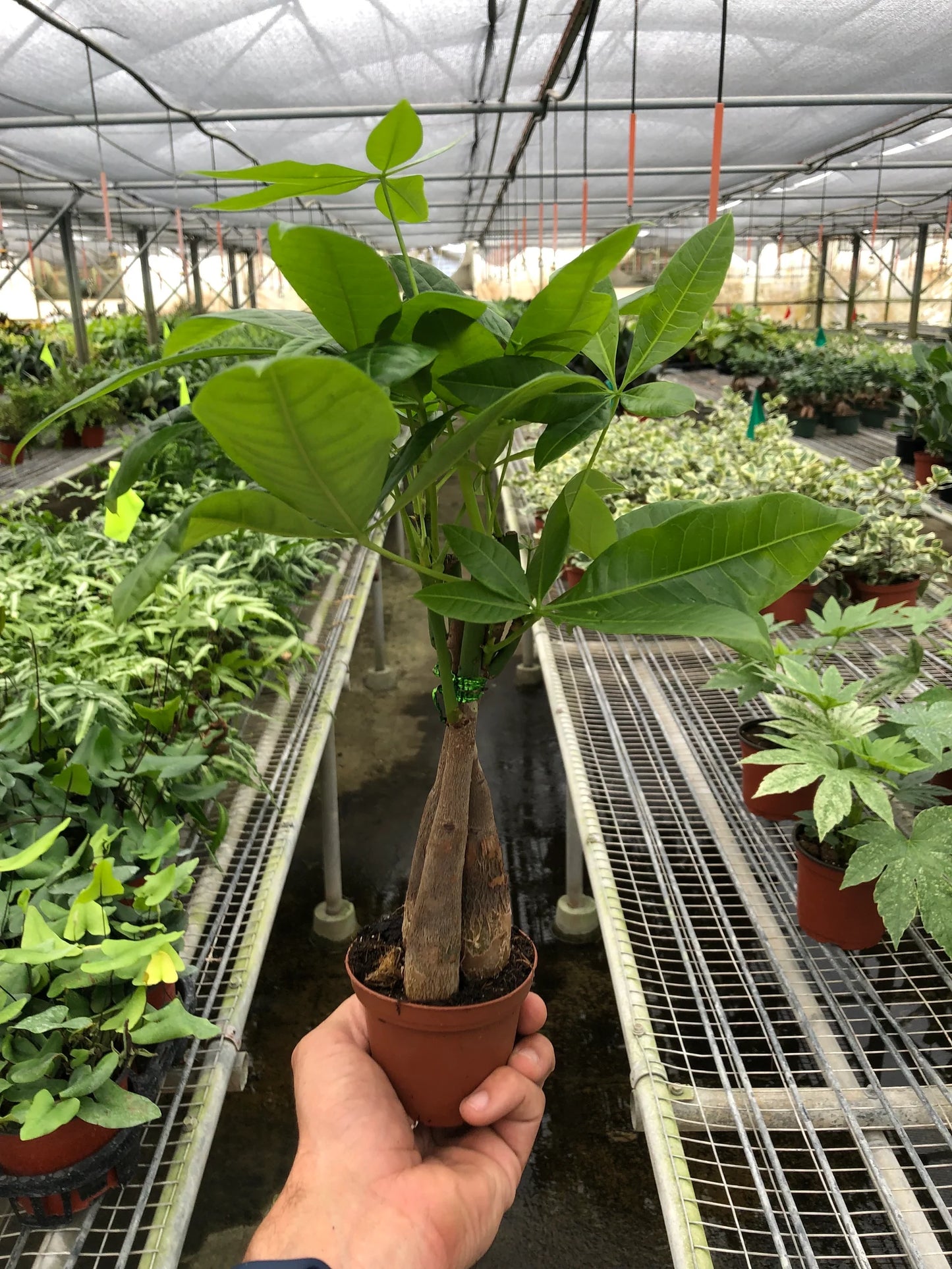 Money Tree 'Guiana Chestnut' Pachira Braid 6"