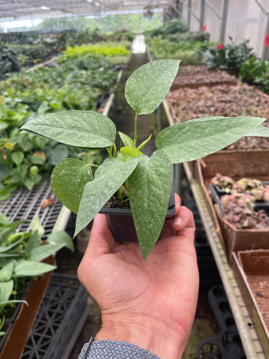 Pothos 'Cebu Blue 6"