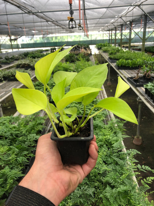 Pothos 'Neon' 5" Clear Pot