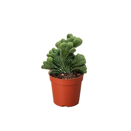 Succulent Cereus Coral Green 4"