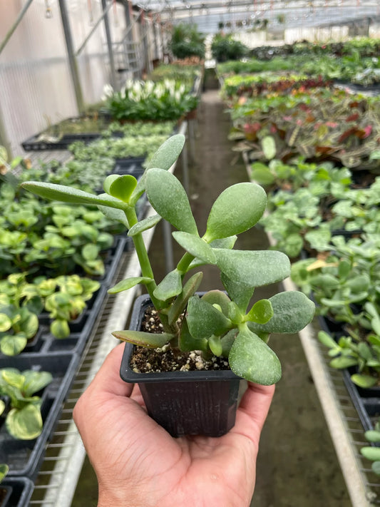Jade Succulent 3"