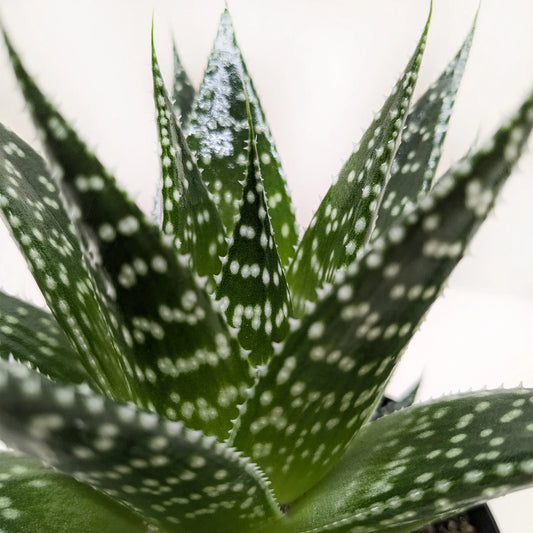 Gasteria Durban Succulent 4"