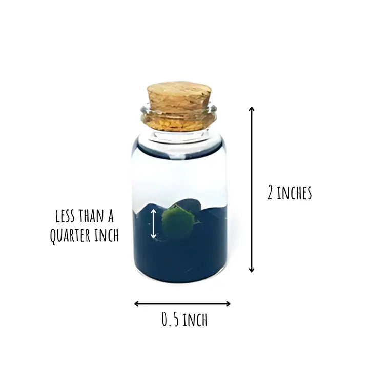 Tiny Obsidian Gemstones Moss Ball Terrarium