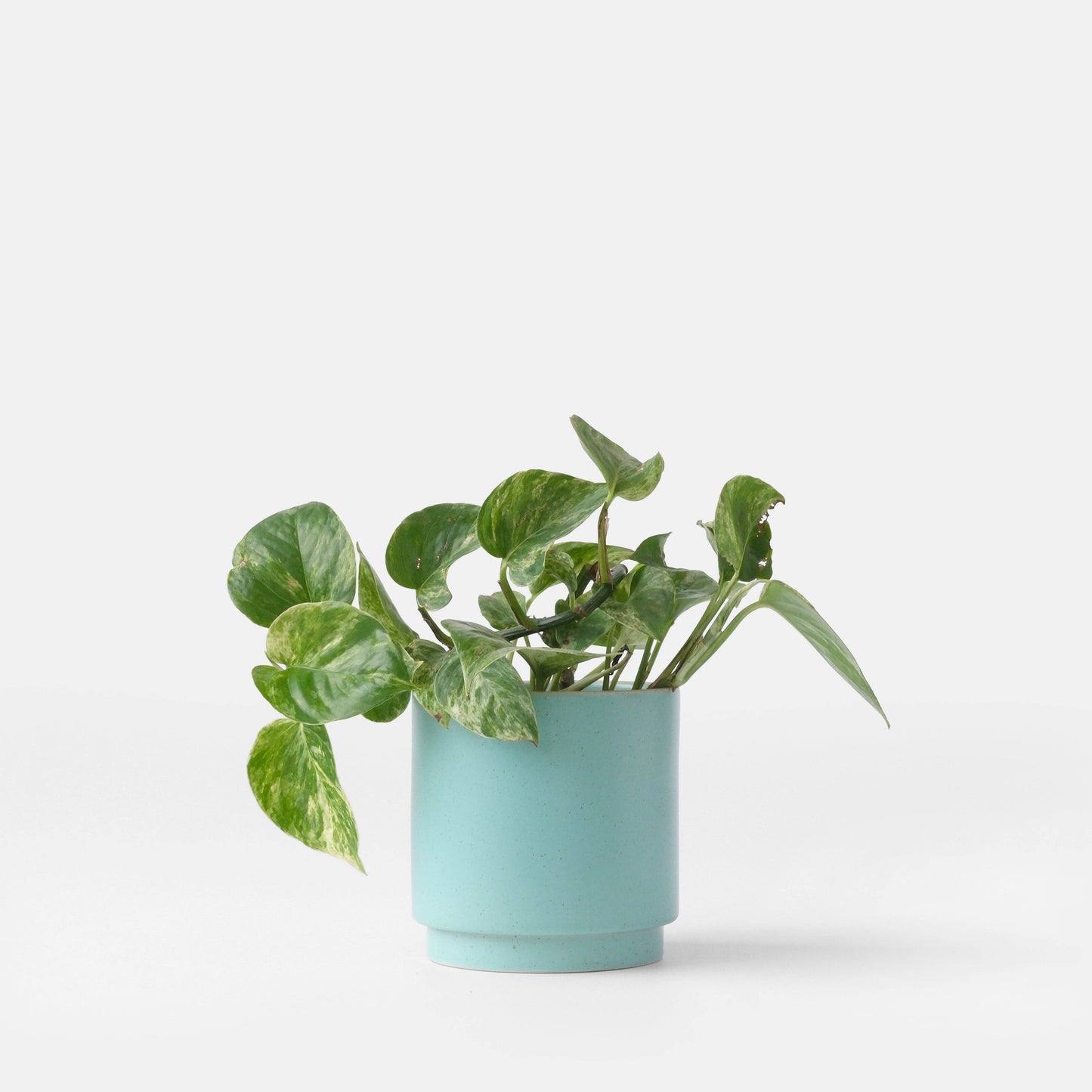 Kolo Planter