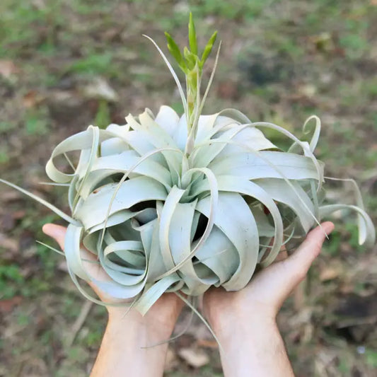 Xerographica Tillandsia