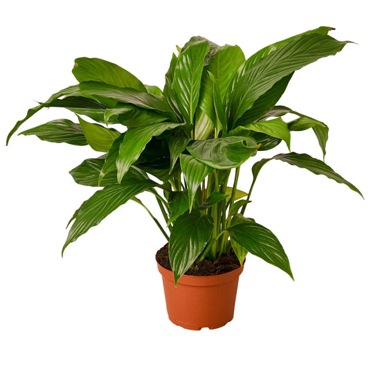 Spathiphyllum 'Peace Lily' Clear pot 4"