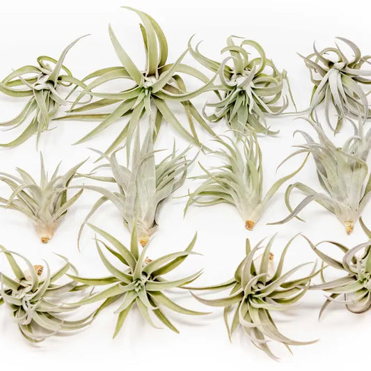 Harrisii Air Plants