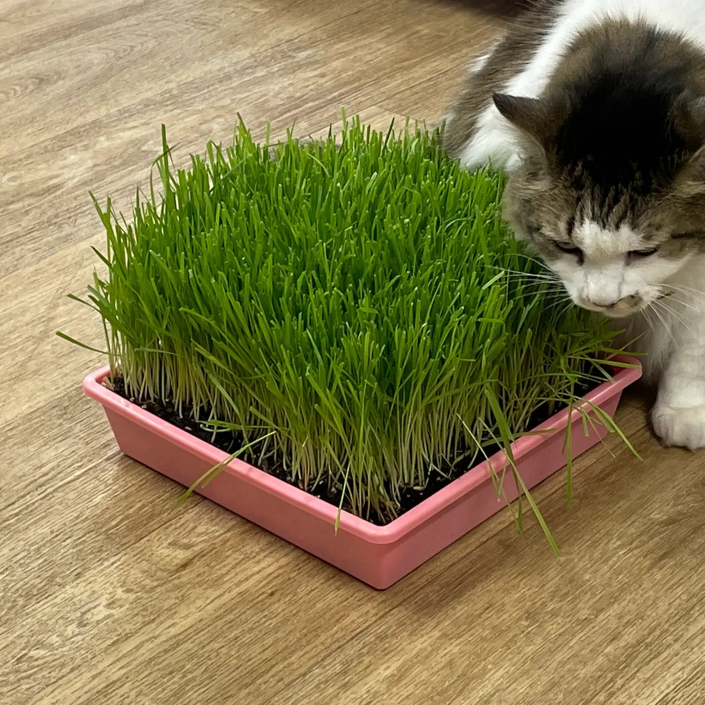 10” x10” Cat Grass Garden Tray/ Organic Seed